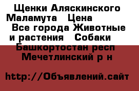 Щенки Аляскинского Маламута › Цена ­ 10 000 - Все города Животные и растения » Собаки   . Башкортостан респ.,Мечетлинский р-н